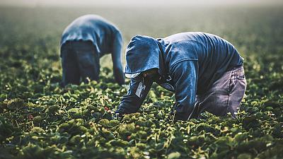Colaboração além da investigação: como podem os cientistas cooperar numa economia comunitária?