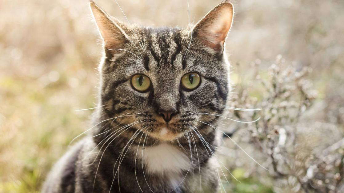 O Chega é fascista? Se parece um gato, anda como um gato e mia como um gato...