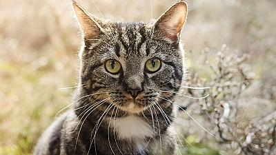 O Chega é fascista? Se parece um gato, anda como um gato e mia como um gato...