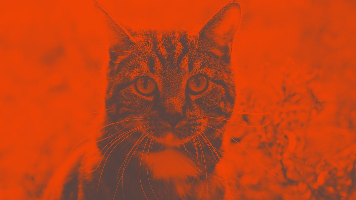 O Chega é fascista? Se parece um gato, anda como um gato e mia como um gato...